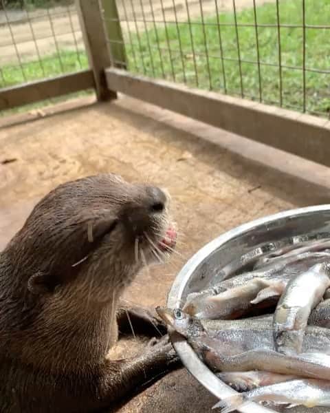 Zoological Wildlife Foundationのインスタグラム