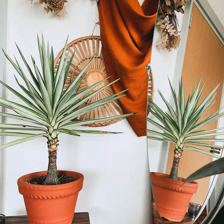 楠ダニエルのインスタグラム：「やっぱり観葉植物が好きだな🌵  ﻿ シルバースターちゃんが﻿ 寒そうだったので室内へ移動しました☺️﻿ ﻿ はぁ。かわいくてため息☺️﻿ シルバースターは乾燥気味に育てるのが﻿ コツらしいのでしばらく﻿ 水あげはしていないのですがやはり元気。﻿ ﻿ 今年は植え替えできなそうですが、﻿ 早めに植え替えてあげないと﻿ 根っこがでてきてる〜。😥﻿ ﻿ ﻿ 本格的に寒くなる前に﻿ 植え替えしたほうがいいかな。﻿ ﻿ どうしましょう。﻿ ﻿ ﻿ #観葉植物のある暮らし#緑のある暮らし#myroom#インテリア#観葉植物#ゴムの木#寝室#love#happiness#photogenic#instagood#映え#スポット#男前インテリア#ドライフラワー#mirror#夏#オシャレ#壁#モデル#ハウス#セルフィー#空間デザインい#デザイン#コーディネート#住みやすい#男の部屋」