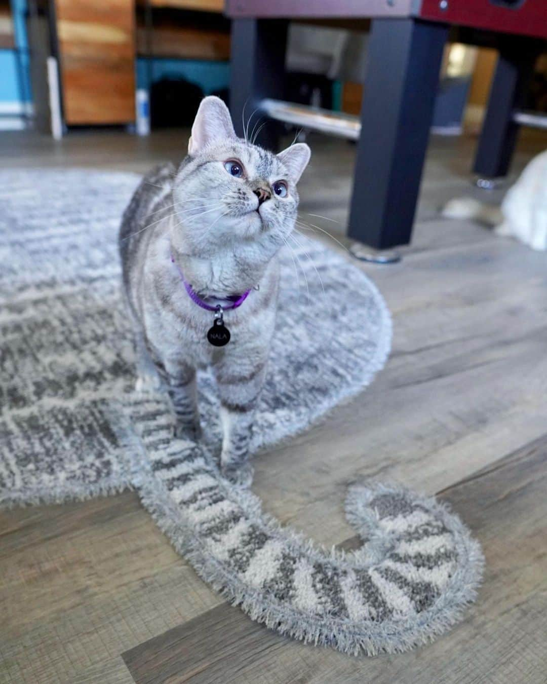 nala_catさんのインスタグラム写真 - (nala_catInstagram)「Thank you so much @antronhome for the super cute cat shaped rug. Not only is the style ,Toramaru, beautiful but it’s also pet-friendly. It’s stain resistant, anti-odor, and easily releases pet hair. Plus, the anti-slip feature is perfect for those 3a zoomies. I love it so much! #antronhome #アントロンホーム」10月23日 0時55分 - nala_cat