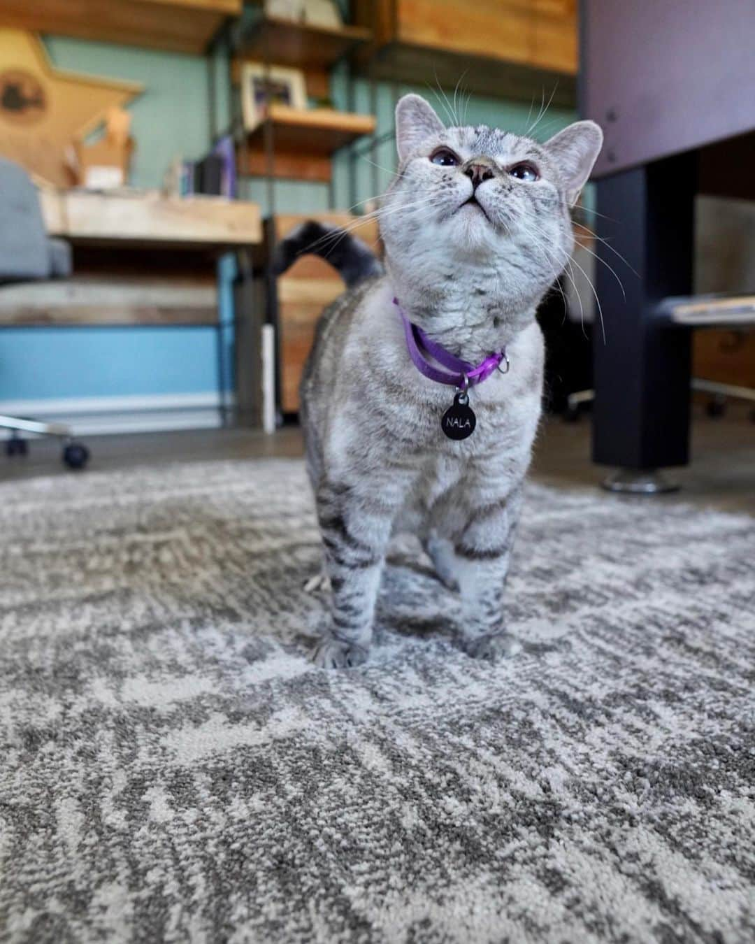 nala_catさんのインスタグラム写真 - (nala_catInstagram)「Thank you so much @antronhome for the super cute cat shaped rug. Not only is the style ,Toramaru, beautiful but it’s also pet-friendly. It’s stain resistant, anti-odor, and easily releases pet hair. Plus, the anti-slip feature is perfect for those 3a zoomies. I love it so much! #antronhome #アントロンホーム」10月23日 0時55分 - nala_cat