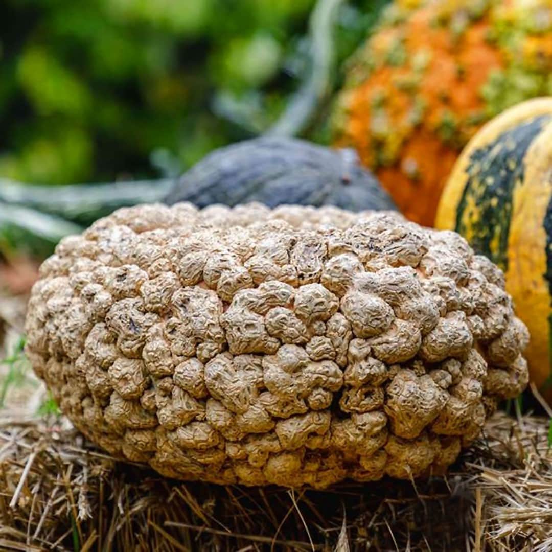 ニューヨーク植物園のインスタグラム：「It may look like a pile of peanuts at first glance, but what you're looking at is actually a pumpkin. . It's called Cucurbita maxima 'Galeux d'Eysine', and while it may not taste anything like its looks suggest, it's great for sweet pumpkin pies! Its peanut-shaped warts are caused by an excess of sugar in the pumpkin that bubbles to the surface and hardens. Hit the link in our bio to see more of the fascinating pumpkins, gourds, and squash you can find at NYBG through November 1, along with carving tips, fall recipes, and more. . #Cucurbita #plantlove #AllInNYC」
