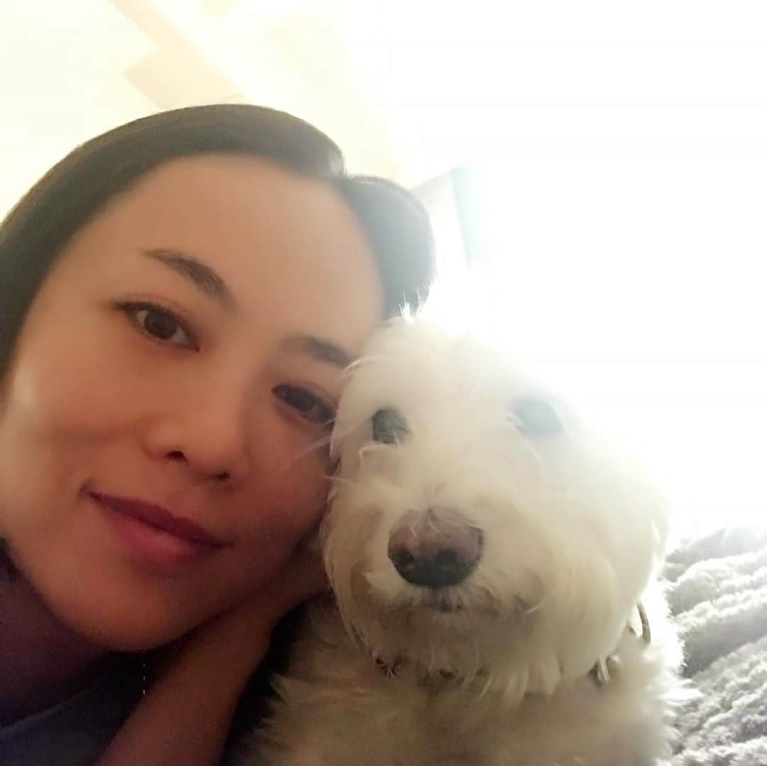 HiRAO INCのインスタグラム：「. 昨日、ランが穏やかに、微笑んで、目黒川を散歩しながら、空に旅立ちました  私の側にずーっといてくれたラン 最後まで、生きようと頑張ってくれました。  ウチの子になってくれて 心からありがとう 出会えてよかった 本当によかった  #mutsulann #mutsulannsora」