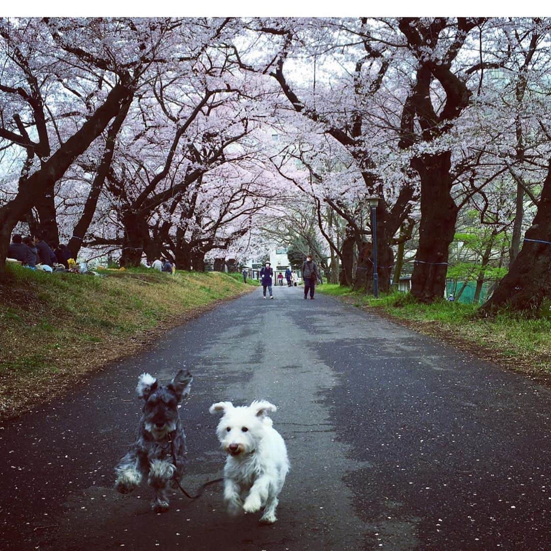 HiRAO INCさんのインスタグラム写真 - (HiRAO INCInstagram)「. 昨日、ランが穏やかに、微笑んで、目黒川を散歩しながら、空に旅立ちました  私の側にずーっといてくれたラン 最後まで、生きようと頑張ってくれました。  ウチの子になってくれて 心からありがとう 出会えてよかった 本当によかった  #mutsulann #mutsulannsora」10月23日 1時03分 - kayokohirao