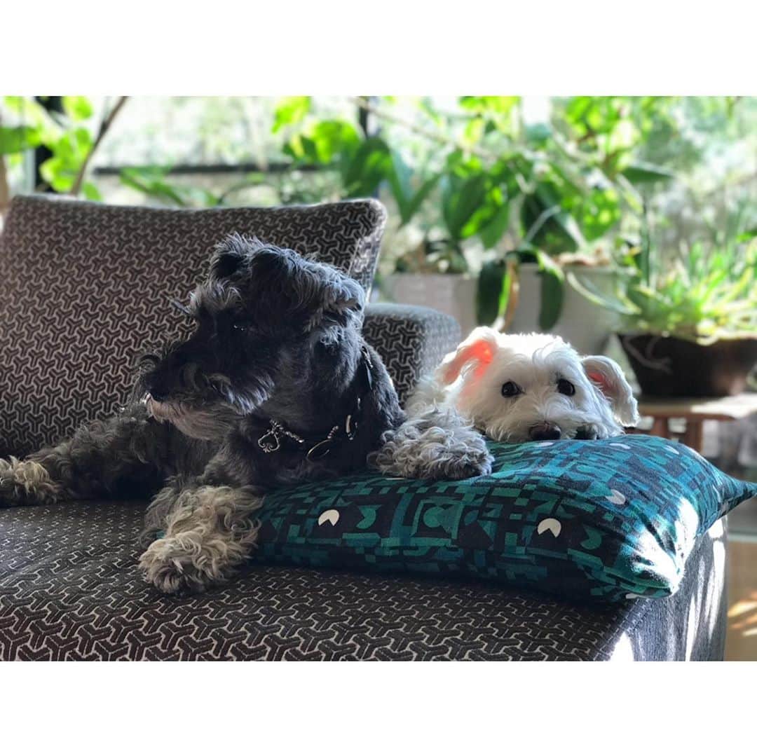 HiRAO INCさんのインスタグラム写真 - (HiRAO INCInstagram)「. 昨日、ランが穏やかに、微笑んで、目黒川を散歩しながら、空に旅立ちました  私の側にずーっといてくれたラン 最後まで、生きようと頑張ってくれました。  ウチの子になってくれて 心からありがとう 出会えてよかった 本当によかった  #mutsulann #mutsulannsora」10月23日 1時03分 - kayokohirao