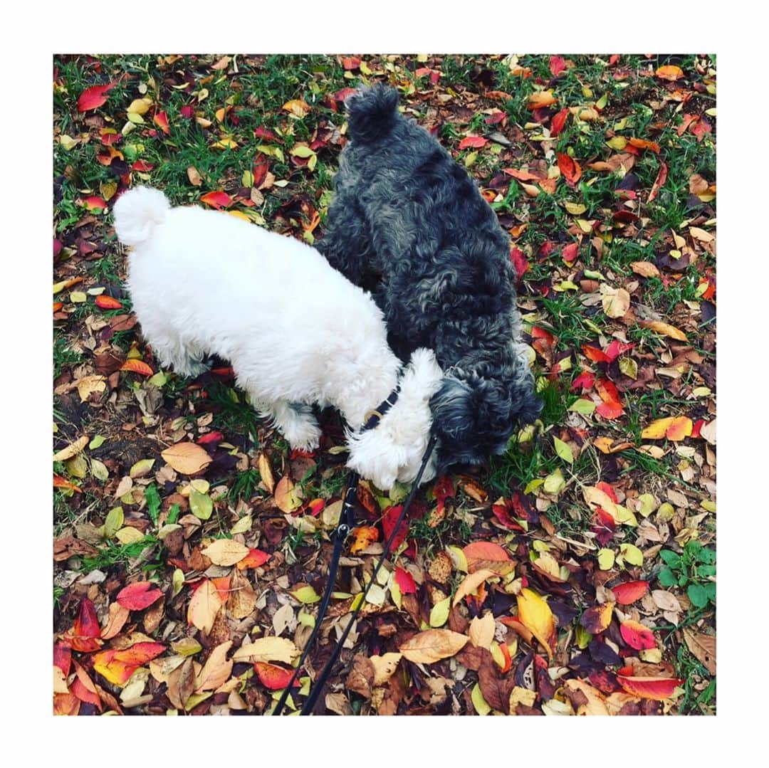 HiRAO INCさんのインスタグラム写真 - (HiRAO INCInstagram)「. 昨日、ランが穏やかに、微笑んで、目黒川を散歩しながら、空に旅立ちました  私の側にずーっといてくれたラン 最後まで、生きようと頑張ってくれました。  ウチの子になってくれて 心からありがとう 出会えてよかった 本当によかった  #mutsulann #mutsulannsora」10月23日 1時03分 - kayokohirao