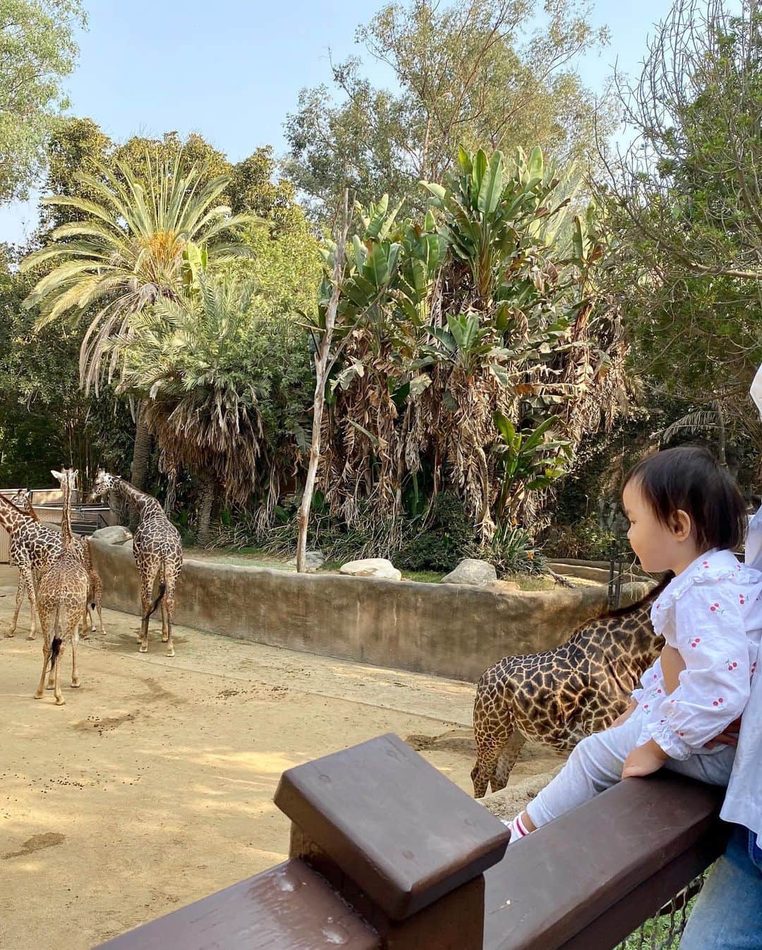 ルピン・ワンさんのインスタグラム写真 - (ルピン・ワンInstagram)「Zoo day🌿🐒🦍🦓🦒🦩🦌😊」10月23日 0時58分 - lupingwong