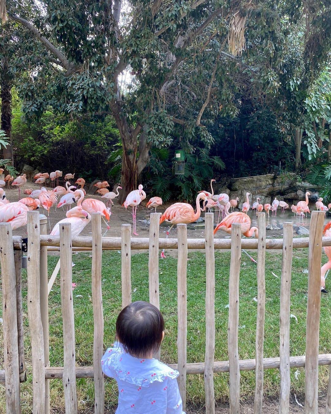 ルピン・ワンさんのインスタグラム写真 - (ルピン・ワンInstagram)「Zoo day🌿🐒🦍🦓🦒🦩🦌😊」10月23日 0時58分 - lupingwong