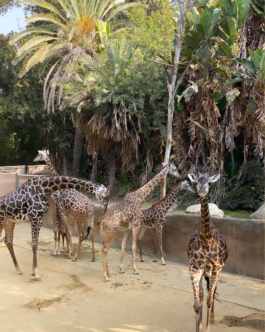 ルピン・ワンさんのインスタグラム写真 - (ルピン・ワンInstagram)「Zoo day🌿🐒🦍🦓🦒🦩🦌😊」10月23日 0時58分 - lupingwong