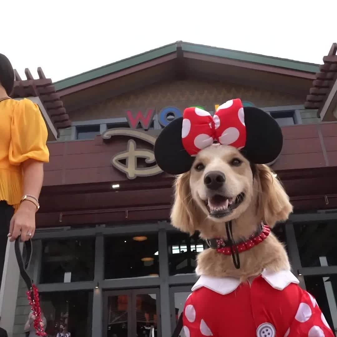 Walt Disney Worldのインスタグラム：「Watch as these pups offer a tail-wagging look at the newest Disney Halloween fashions for furry friends! 🎃🐶 Is your dog dressing up this year? Share photos with us using #DisneyHalloMoments and #DisneyMagicMoments! ✨」