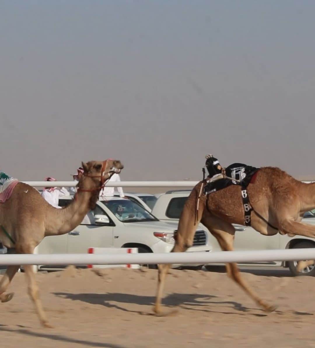 スウィズ・ビーツさんのインスタグラム写真 - (スウィズ・ビーツInstagram)「History was made today Mashallah🙏🏽 Thank you @saudiolympicsa for the amazing welcome🙏🏽 Thank you to my trainer and his amazing family for taking care of my camels like family 🙏🏽 All my camels are named after my love ones 🙌🏽 Congrats to my daughter Nicole for her 1st win today in our 1st race ever🏆 follow @saudibronx for updates and race times 🙏🏽 Thank you 🇸🇦🇸🇦🇸🇦 🏆🏆🥳🥳🥳🥳」10月23日 1時19分 - therealswizzz