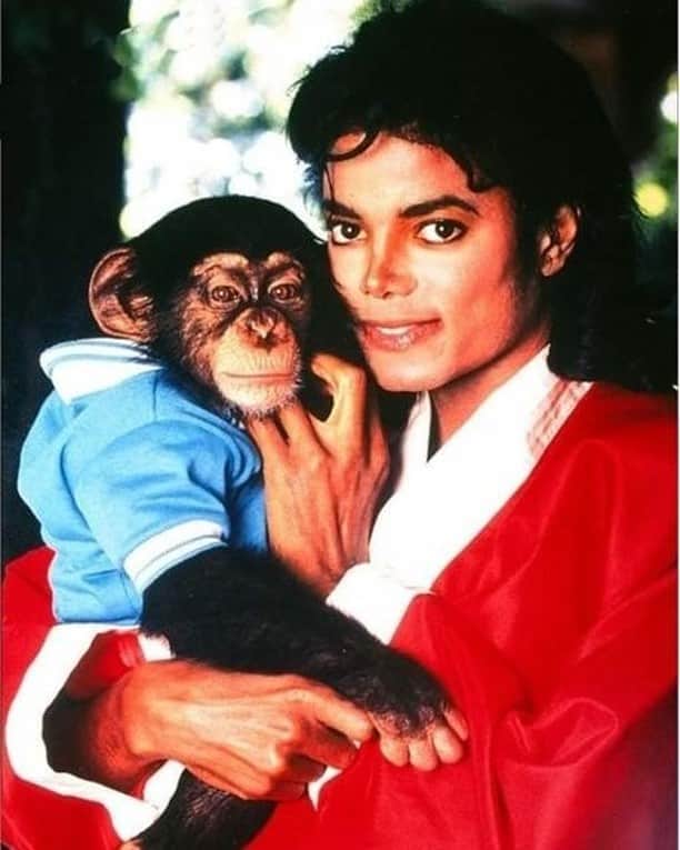 マイケル・ジャクソンさんのインスタグラム写真 - (マイケル・ジャクソンInstagram)「#ThrowbackThursday: Michael always loved animals. He is seen here hanging out with Bubbles the Chimp.」10月23日 1時30分 - michaeljackson