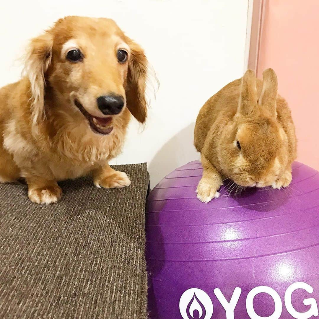 Chieko Shibutaさんのインスタグラム写真 - (Chieko ShibutaInstagram)「たろー🐶&うじゃこ🐰地方☔️  うじゃこ🐰 balance ball🟣体験中✨　楽々❤️ たろー🐶は　隣で　応援団📣 ちょっと無理だね🟣💦 💕✨🐶🍀🐰✨💕 #わんこの散歩 #dachshund #dachshunds #dachshundlove #dog #dogs #doglove #instadog #instagram #instagood #pet #pets #petsagram #cute #cutepe #cutepet #cutedog #cuteanimals #likes #smile #rabbit #ラビット #ミニュチュア #ミニュチュアダックス  #ミニュチュアダックスフント #うさぎ部 #うさぎ #ダックス #ダックスフンドロングヘアー#犬とうさぎ」10月23日 1時28分 - chieko.81