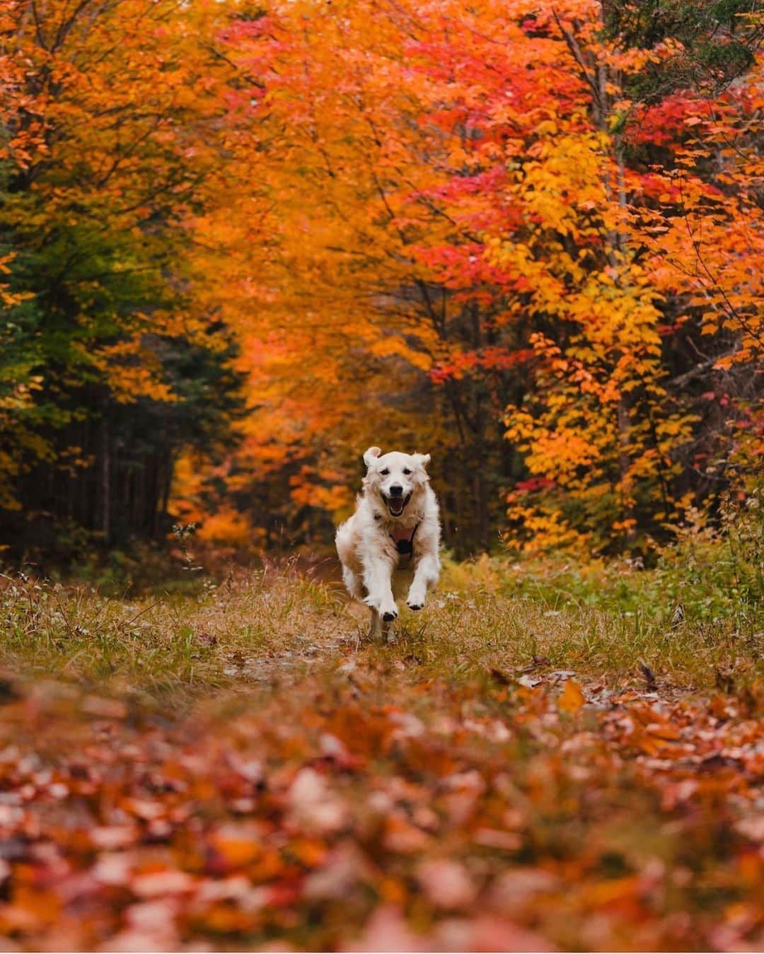 FOLKさんのインスタグラム写真 - (FOLKInstagram)「I feel this moral obligation to share @therollingvan’s amazing autumn images. You ought to be following!」10月23日 1時51分 - folkmagazine