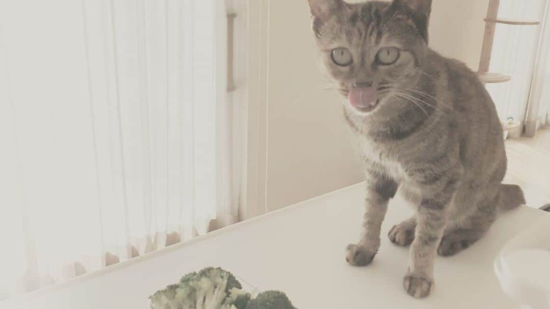 ピーちゃん＆ニャーさんのインスタグラム：「YouTubeはじめました🐱📺 まだ登録者0人です。一回も視聴されていません💦🙀 プロフィールにリンクがあります。めちゃくちゃ暇なときのお供にどうぞ😸  📺Check out my new upload! https://www.youtube.com/channel/UC2ZN-NW9xE5tX5z1jc3lXSA」