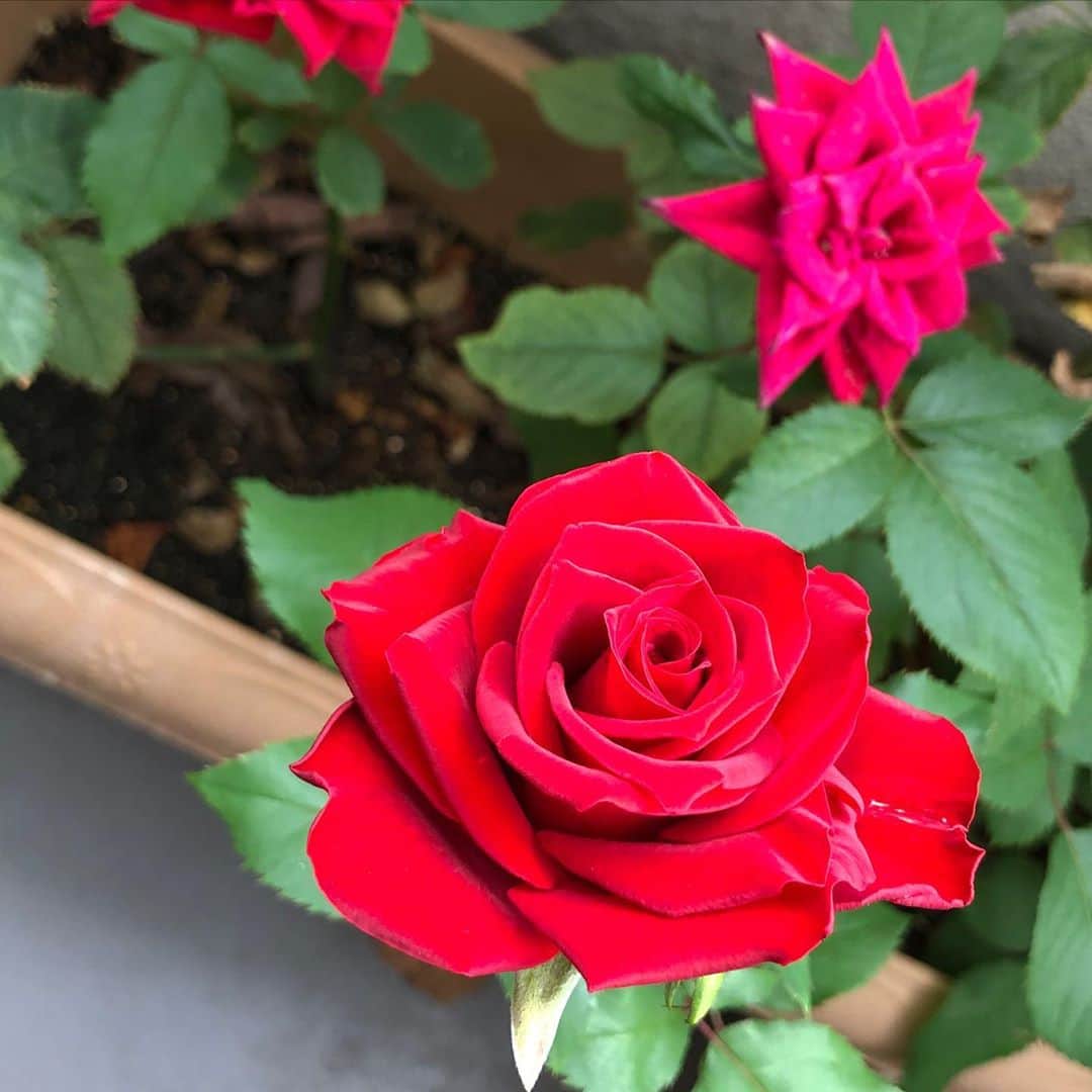 金剛地武志のインスタグラム：「薔薇って、なんかどんどん咲いて楽しいね。」