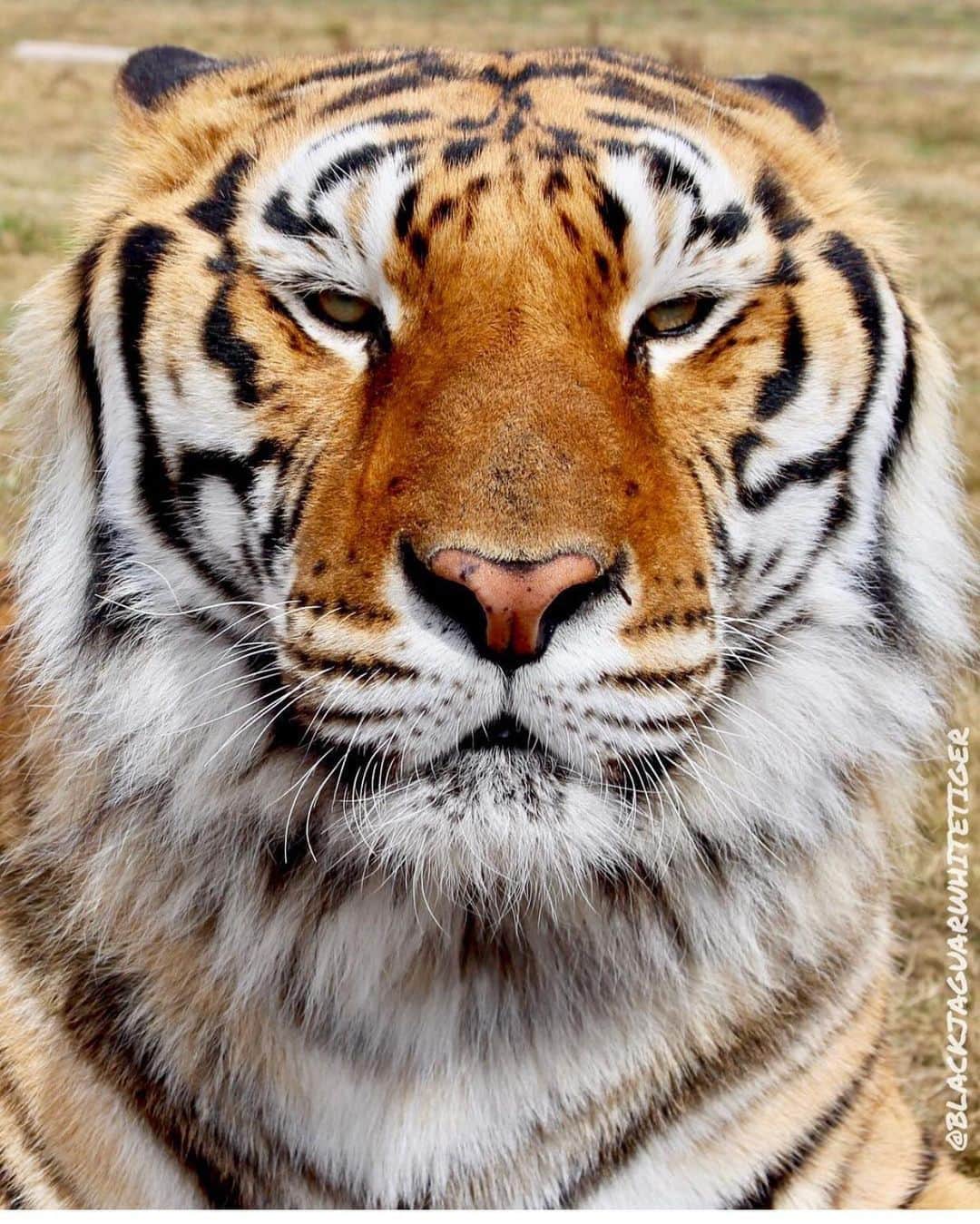 Black Jaguar-White Tiger さんのインスタグラム写真 - (Black Jaguar-White Tiger Instagram)「Toro. What a gorgeous Tiger. Rescued from the circus years ago by us... #ToroBJWT」10月23日 11時25分 - blackjaguarwhitetiger
