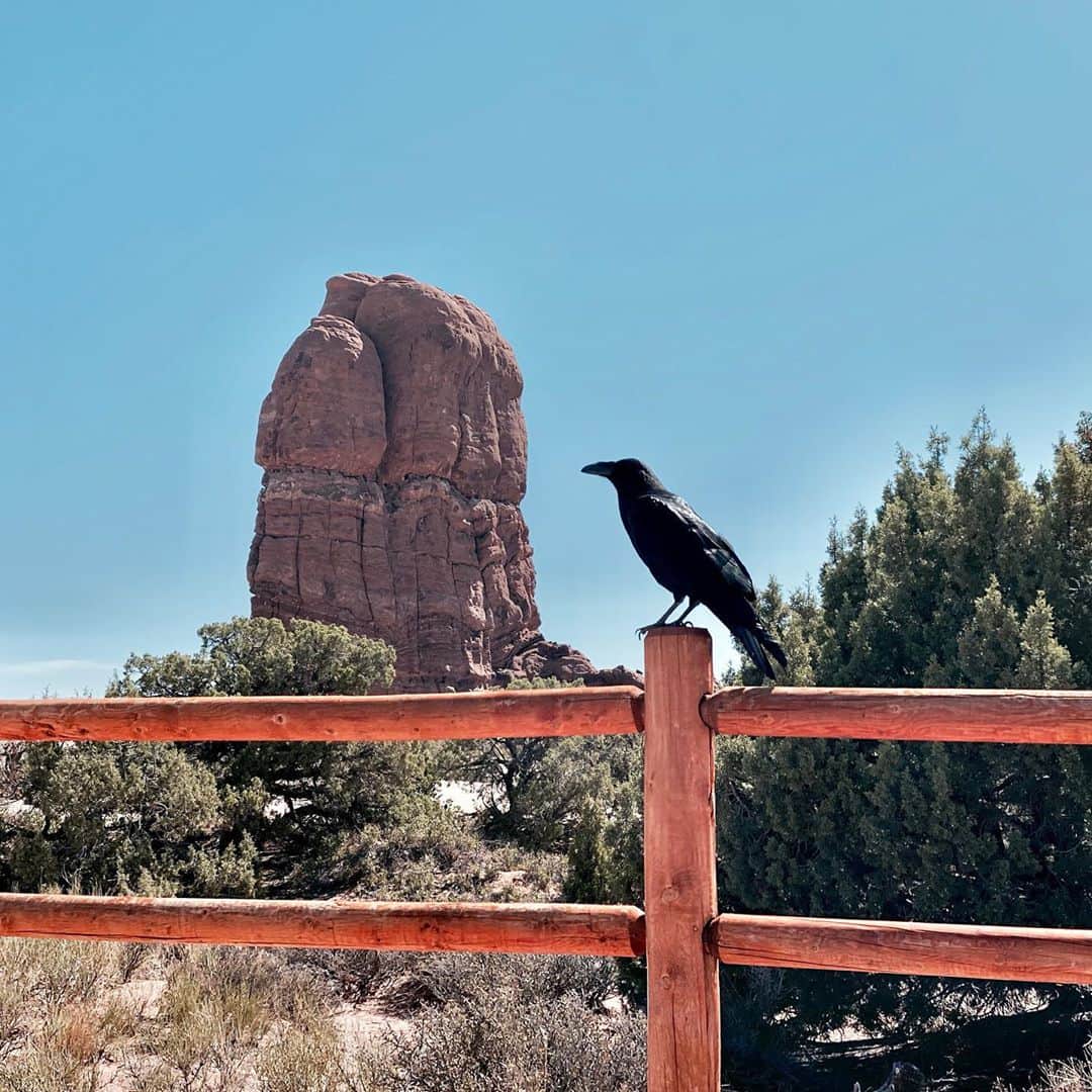 のインスタグラム：「Gangster. Moab, UT. MV」