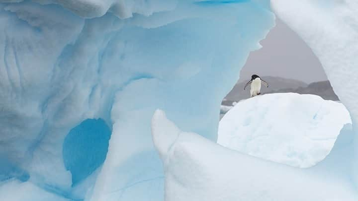 National Geographic Travelさんのインスタグラム写真 - (National Geographic TravelInstagram)「Photo by @daisygilardini / Antarctica is home to seven of the 17 species of penguins. When shooting environmental portraits, the main focus is to create a storytelling image that shows the subject in its habitat. There's nothing better than finding an Adélie penguin perfectly framed on an iceberg! Follow me @DaisyGilardini for more images and stories behind the scenes. #antarctica #penguin #adeliepenguin #iceberg #climatechange」10月23日 11時34分 - natgeotravel