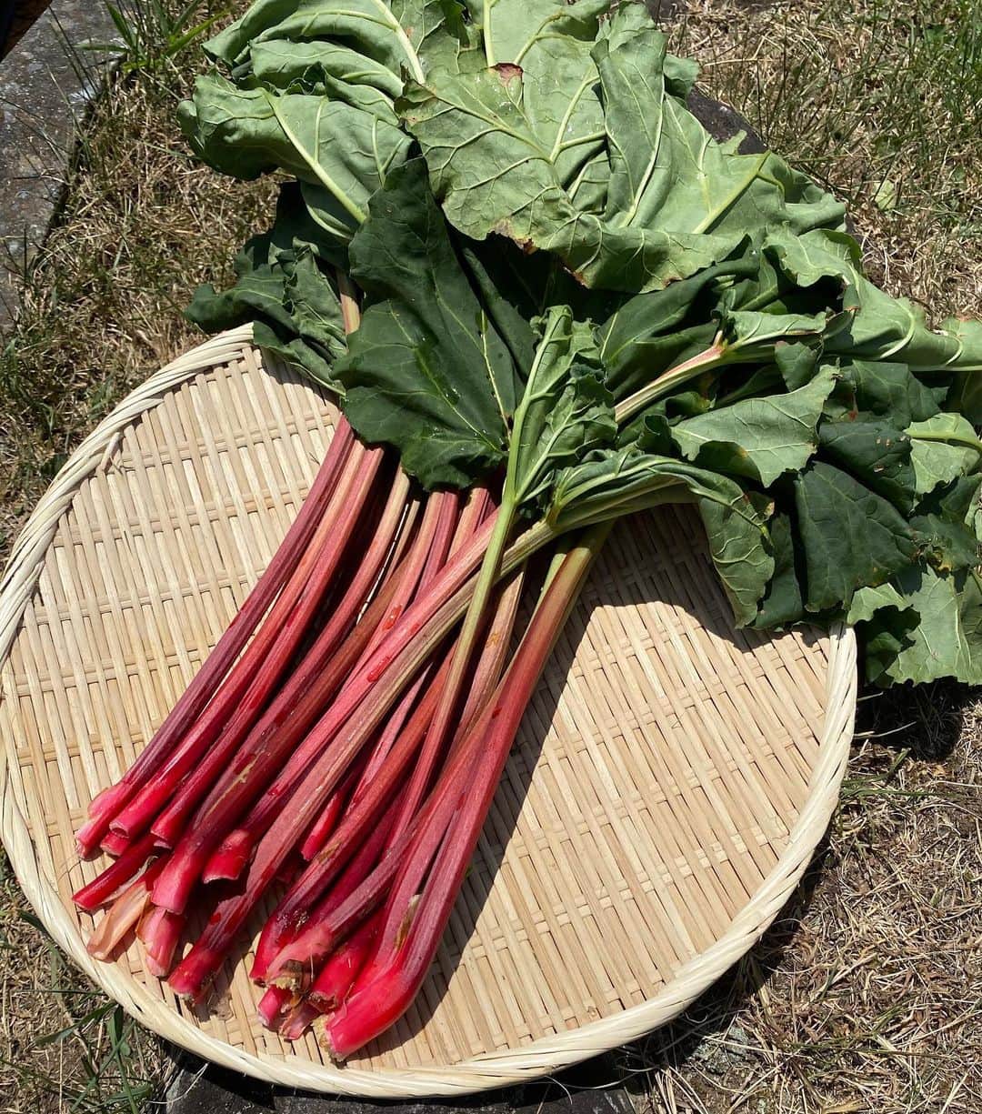 Sunshine Juiceのグルメインスタ