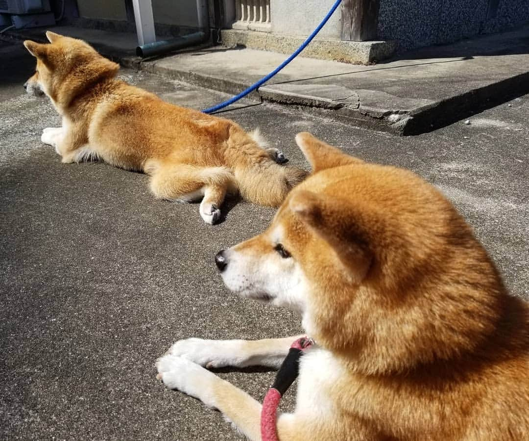 柴犬たま Shibainu Tamaさんのインスタグラム写真 - (柴犬たま Shibainu TamaInstagram)「﻿ 日差しはポカポカだけど、﻿ 風はだいぶ冷たくなってきたね😵﻿ ﻿﻿﻿﻿﻿ Caption trans🇬🇧﻿﻿﻿﻿﻿ The sunlight was warm, but the wind was getting cold😵﻿ ﻿﻿﻿﻿﻿ #柴犬たま #たママ #たまーば #たま家族 #柴犬ミケ #ミケママ #仲良し親子 #日向ぼっこ #日光浴 #日向ぼっこ好き #カエル足 #ふわもこ #後頭部フェチ﻿ #柴犬 #shiba #shibainu #shibastagram #犬 #dog #多頭飼い」10月23日 12時28分 - tama7653