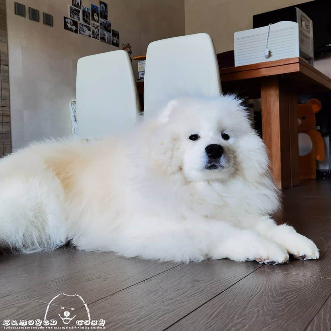 Alex Toのインスタグラム：「😘😘😘 #cute #dog #doglover #dogsofinstagram #dogoftheday #dogofthedayjp #dogstagram #fluffy #hkig #hongkong #ilovemydog #instadog #instagood #instamood #instagraphy #instapic #samoyedoninstagram #pet #petlovers #petsofinstagram #petstagram #photooftheday #puppy #pupsofinstagram #samoyed #samoyedsofinstagram #webstagram #犬 #サモエド」
