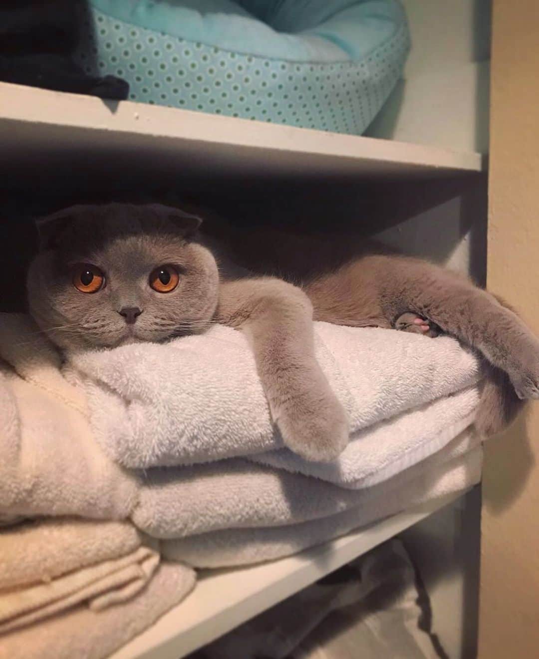 Millaさんのインスタグラム写真 - (MillaInstagram)「Welcome to Bed Bath & Beyond! How may I help you? #MillaTheCat #BBB #tbt」10月23日 12時41分 - millathecat