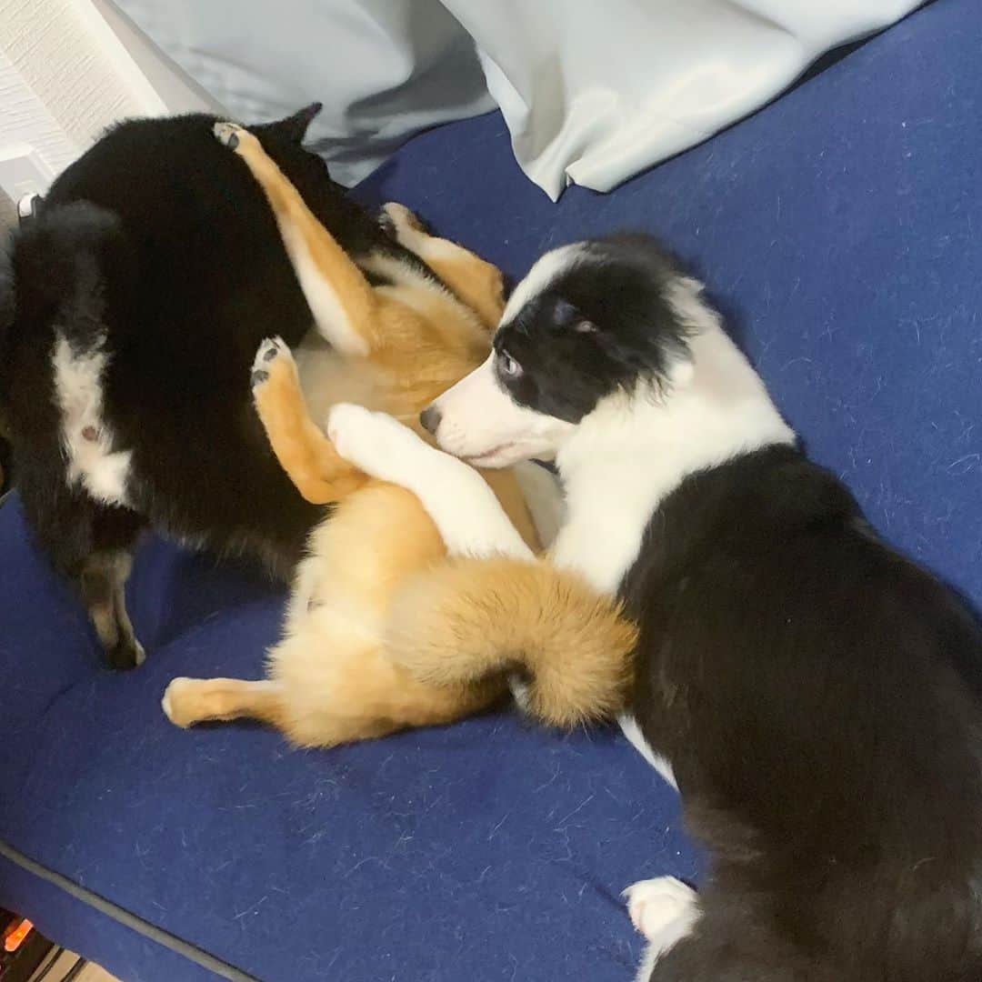 環奈（長沢菜々香の飼い犬）のインスタグラム：「わちゃわちゃ」