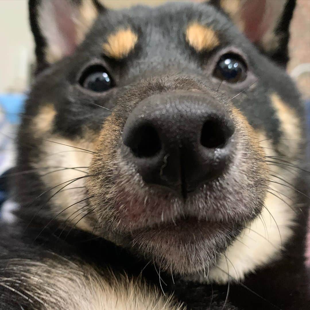 環奈（長沢菜々香の飼い犬）のインスタグラム：「詰まってる。」