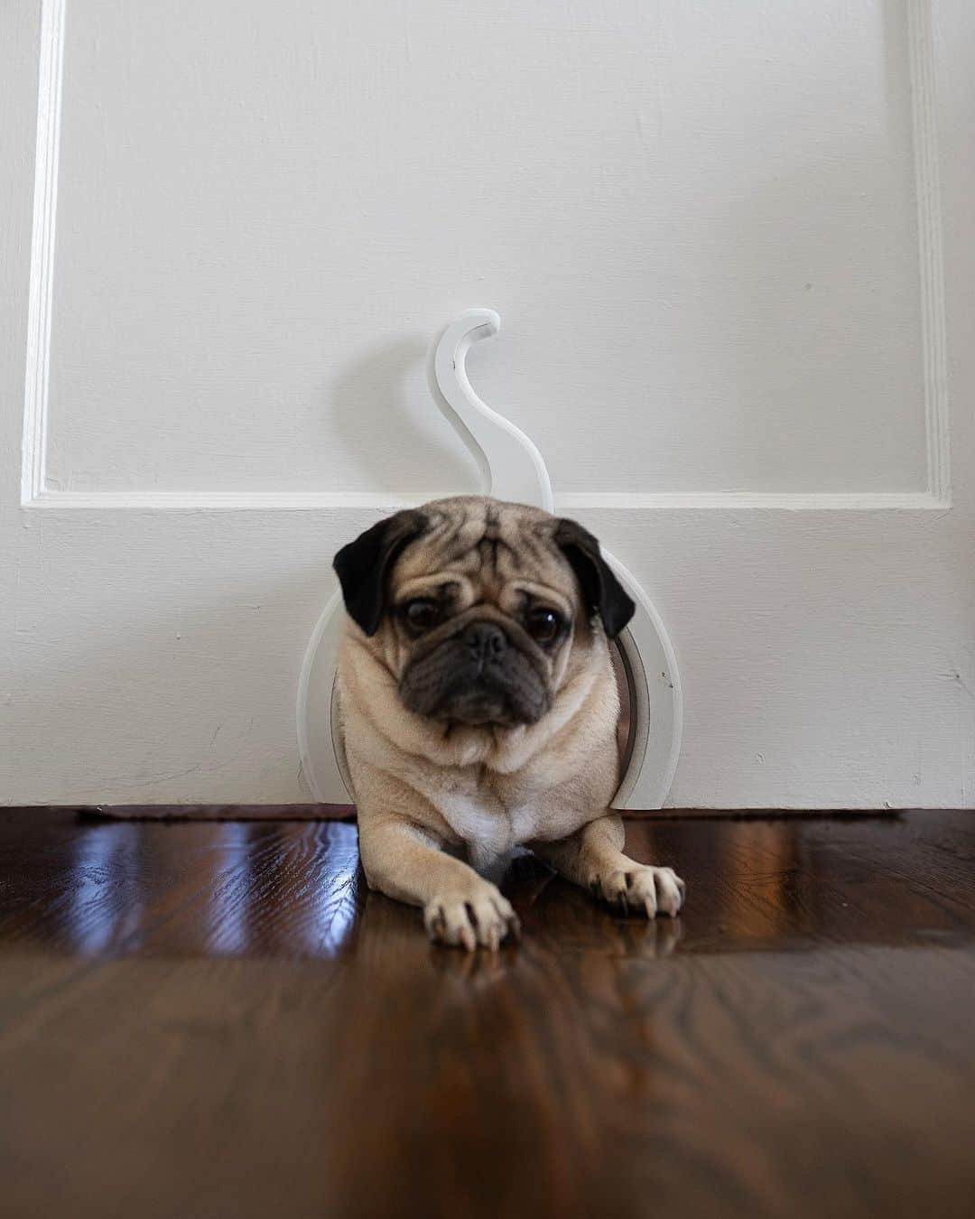 itsdougthepugさんのインスタグラム写真 - (itsdougthepugInstagram)「“Have u ever seen a pug fit through a cat door?” -Doug」10月23日 4時13分 - itsdougthepug