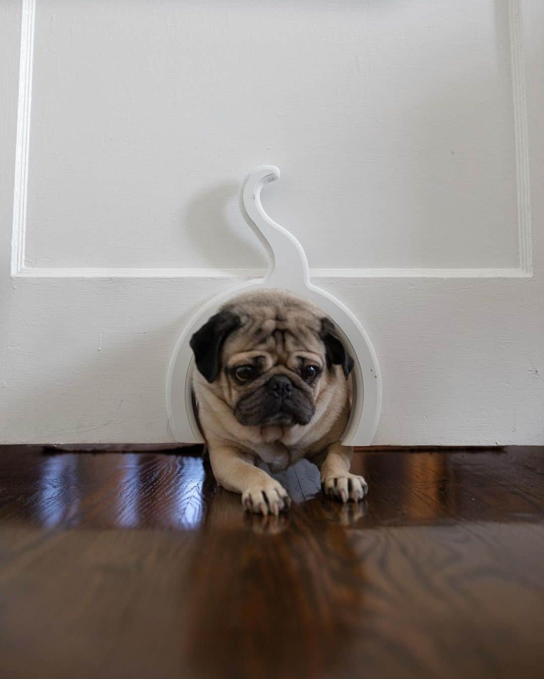 itsdougthepugさんのインスタグラム写真 - (itsdougthepugInstagram)「“Have u ever seen a pug fit through a cat door?” -Doug」10月23日 4時13分 - itsdougthepug