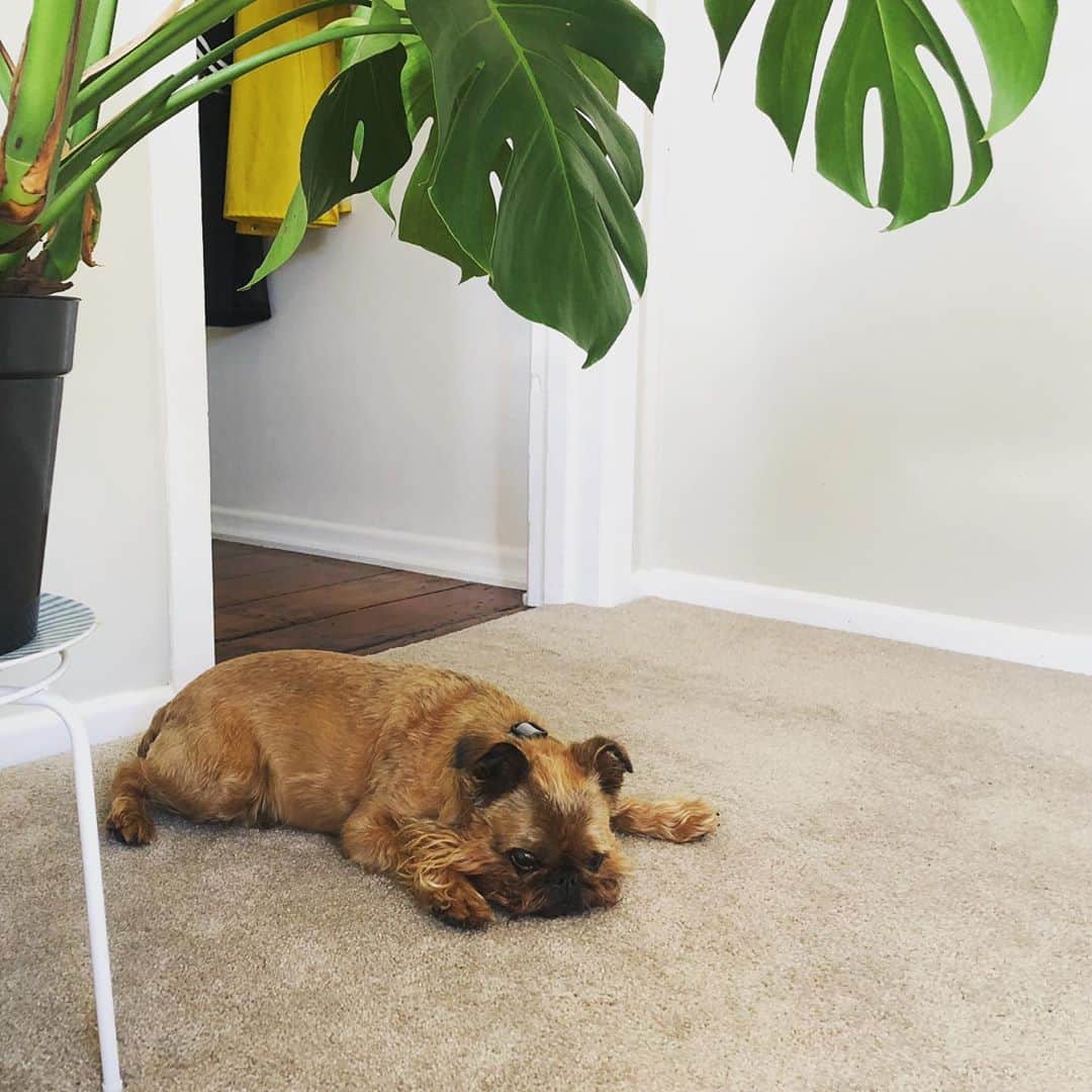 Digby & Aloのインスタグラム：「Someone hasn’t been fed for weeks* and is wasting away over here 😫  *minutes」