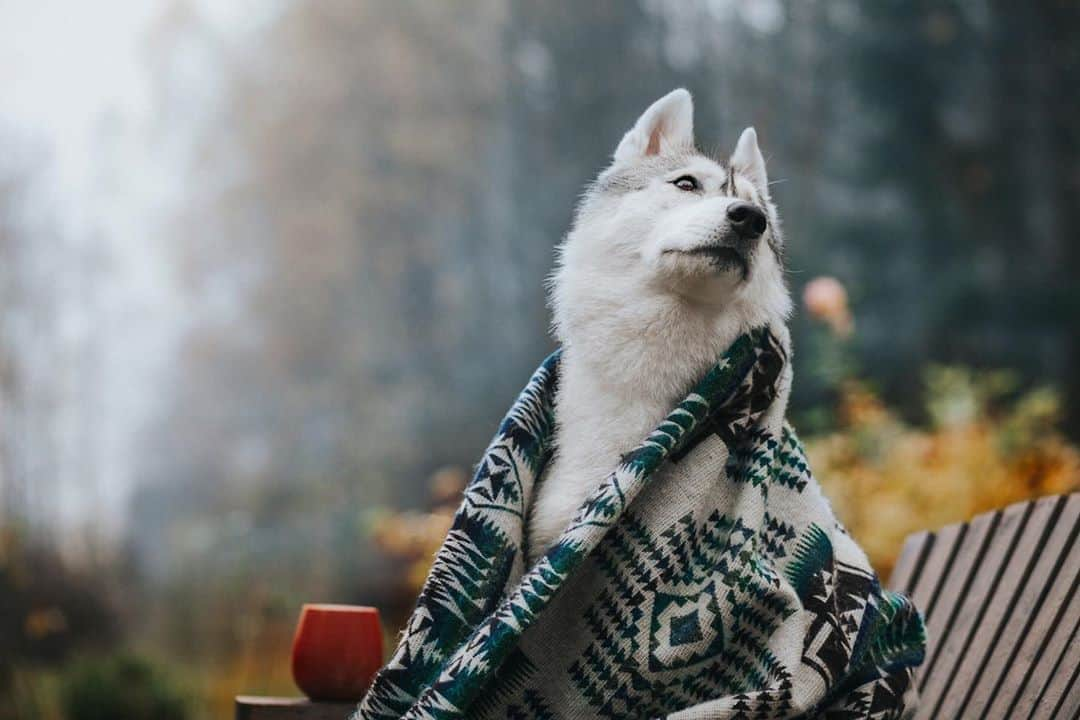 CANON USAさんのインスタグラム写真 - (CANON USAInstagram)「#CaptionThis! Share a caption for this cozy doggo in the comments below. 🐶  📸 #Canon EOS 5D Mark II Lens: EF 85mm f/1.8 USM」10月23日 5時02分 - canonusa