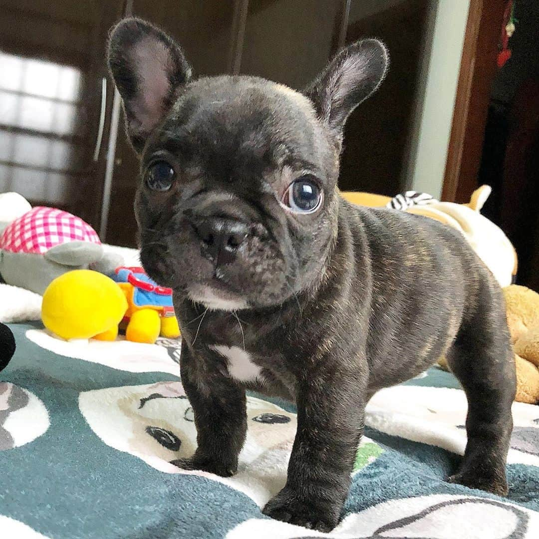 Regeneratti&Oliveira Kennelさんのインスタグラム写真 - (Regeneratti&Oliveira KennelInstagram)「What a Doll 🥰 #cutepuppies #puppy #frenchbulldog #bulldoguefrances #frenchies1 #bulldog」10月23日 5時21分 - jmarcoz