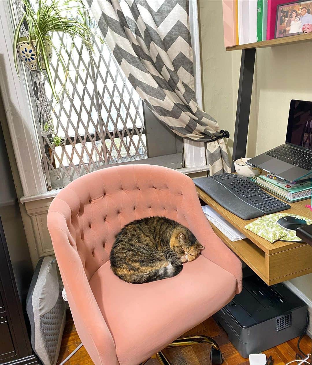 Tinaのインスタグラム：「Every single time I step away for a second I find Wheezy in my seat. 😅」