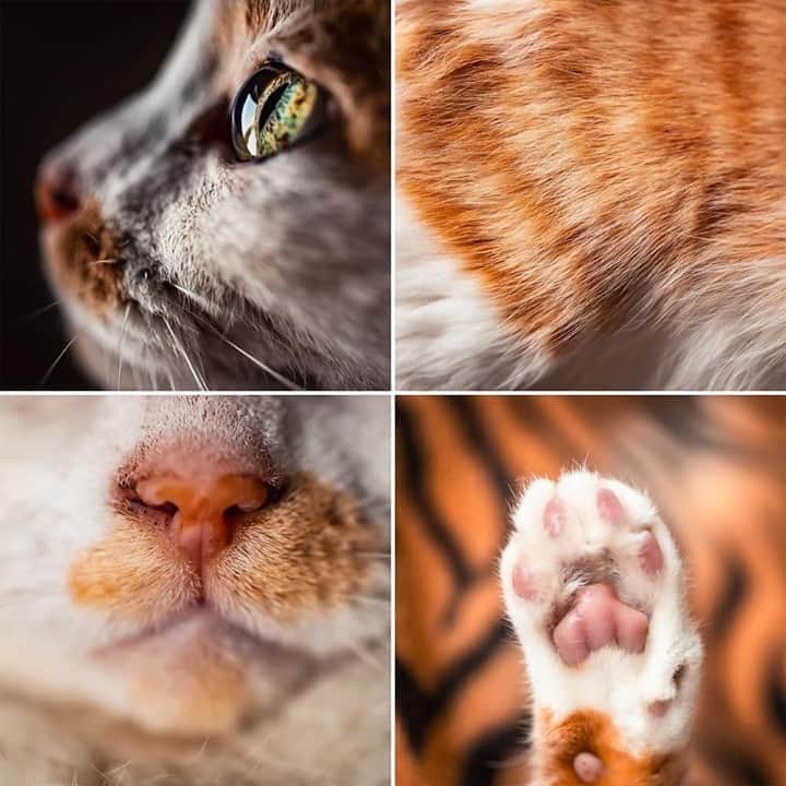 Aww Clubのインスタグラム