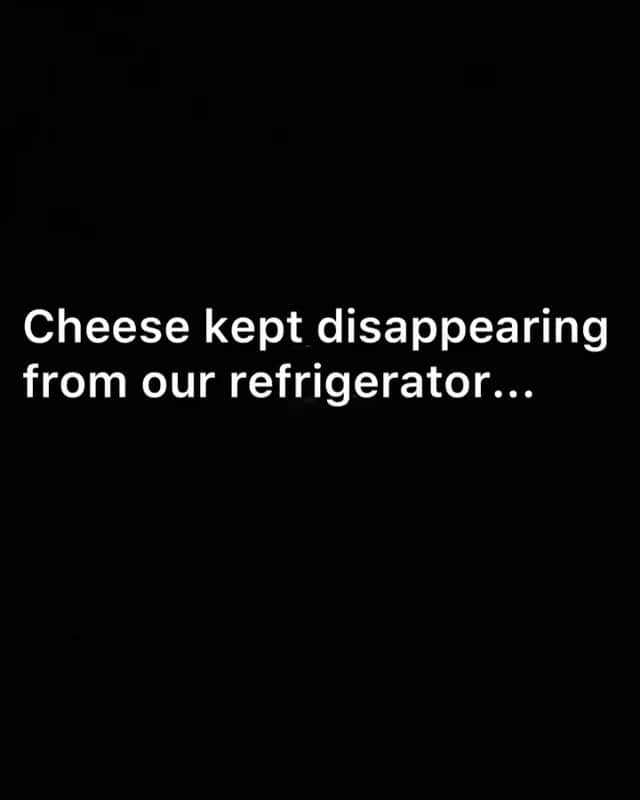 DogsOf Instagramのインスタグラム：「“who else loves cheese? 😋🤚🧀” writes @anyathegsd   #dogsofinstagram」