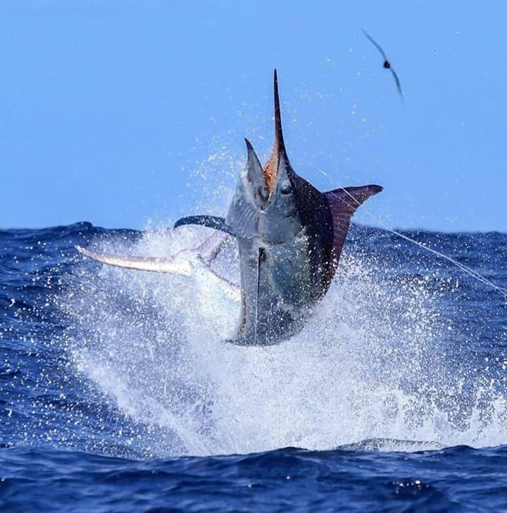 Costa Sunglassesのインスタグラム：「High flyer. 📷 : @almcglashan #SeeWhatsOutThere #BornOnTheWater」