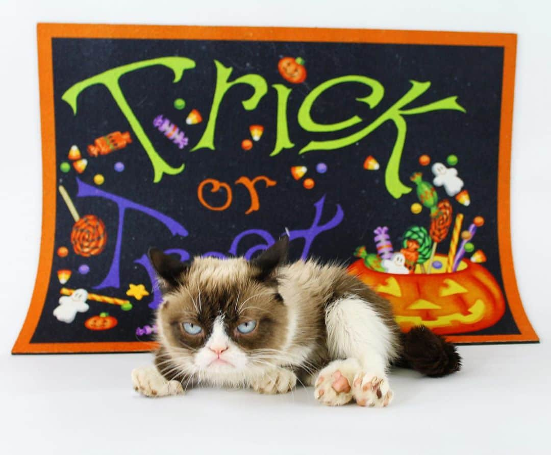 Grumpy Catさんのインスタグラム写真 - (Grumpy CatInstagram)10月23日 6時34分 - realgrumpycat