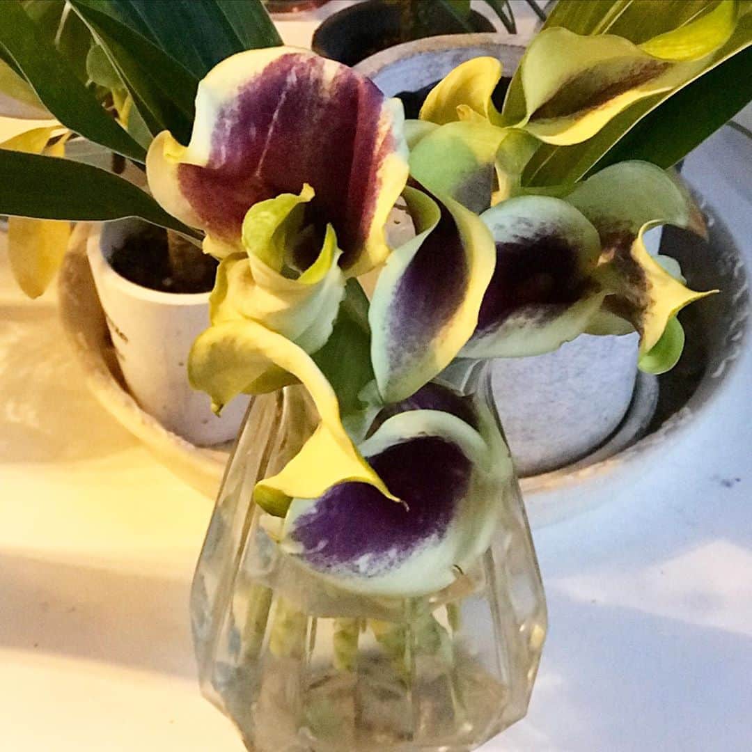前野えまさんのインスタグラム写真 - (前野えまInstagram)「おはようございます！ 今日も楽しく！！ ・ ・ #おはようございます #紫の花 #カラー #花言葉 #夢見る美しさ #花が好き #花と私 #今日も頑張ろう #えま   #goodmorning #purple #violet #flowers #flowerstagram #flowerphotography #flowerlovers #haveaniceday  #followme #tagsforlikes #tflers #tagsforlikesapp #actress #actor #girl #photography #portrait #portraitphotography #daily_phot_jpn #japan_daytime_view」10月23日 6時53分 - maeno_ema