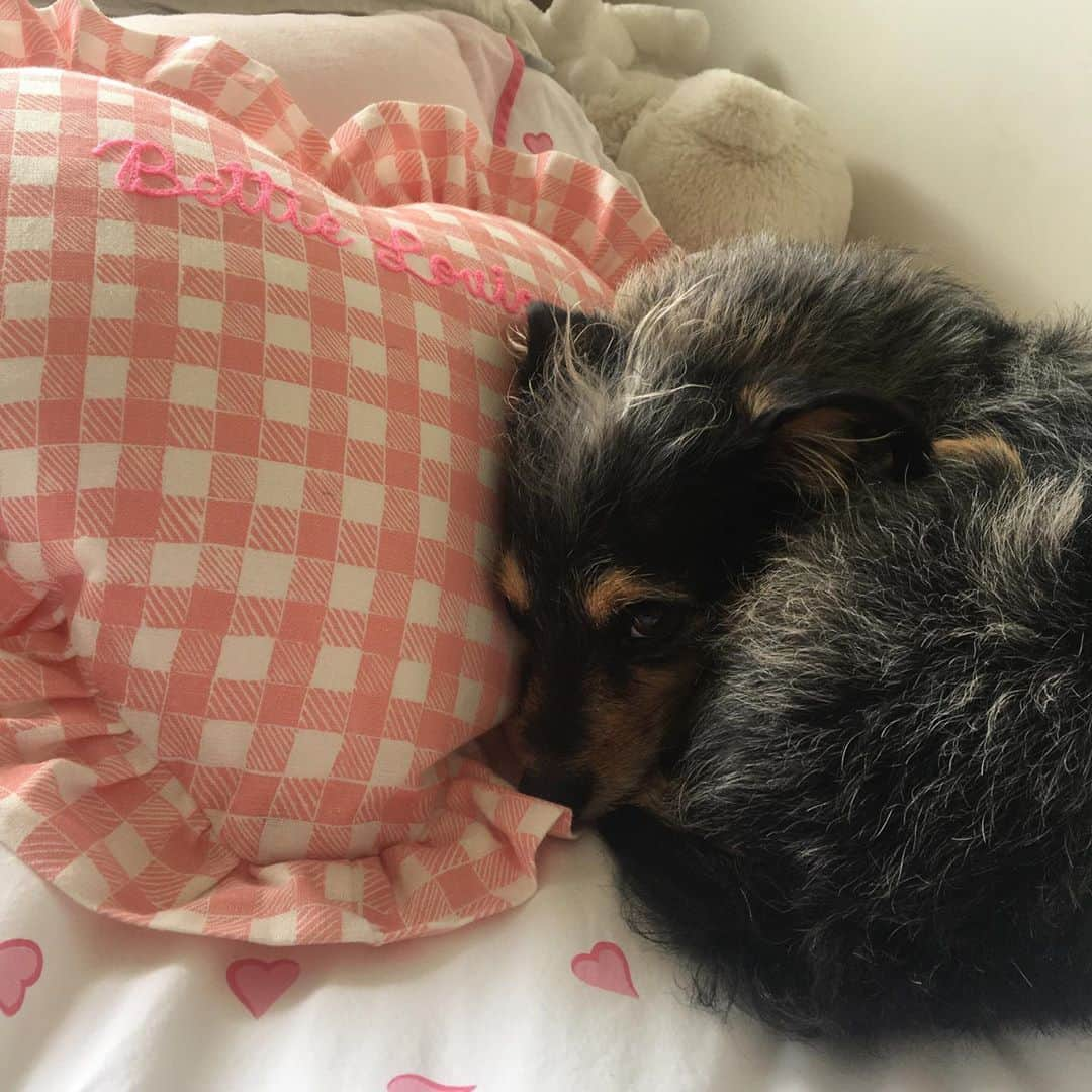 エリザベス・リーサーのインスタグラム：「Luther snuggling up on Princess Bettie’s  @_coquinaco_ pillow」