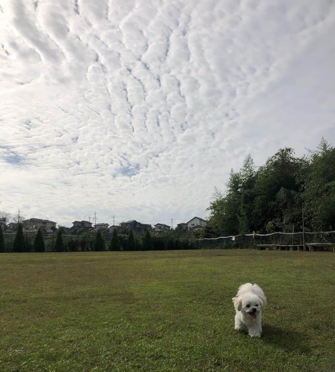 小野真弓さんのインスタグラム写真 - (小野真弓Instagram)「おはようございます😊 雨上がりの、雲が重い朝☁️☔️霧がもくもく うろこ雲が出ると雨が降る説、再確認😲✨ 田舎に引っ越して、自然から沢山教えて貰ってます🌴^ ^ 今日も良い一日を🌈 平和でありますように🍀 #チワワ#ハナちゃん #チワマル#ハルくん #ドッグラン#いぬばか部 #いぬすたぐらむ #chihuahua #maltese #mixdog #doglover #dogstagram #dogpark #ラム肉#好物#はんぶんこ#いちごボール#うろこ雲#昨日の空#犬のいる暮らし#千葉暮らし#山#ちわわせ わんこサービス強化day✨*\(^o^)/* ウハウハのハナハル🐶🐶🍓🍖🌱 一緒に走り回りゼイゼイのかーさん🙋‍♀️💨」10月23日 6時58分 - hanaharuaroi