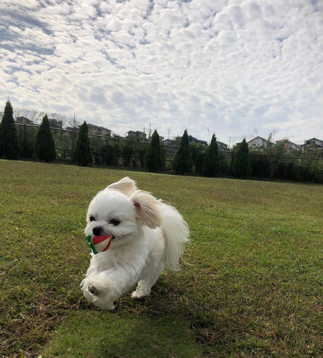 小野真弓さんのインスタグラム写真 - (小野真弓Instagram)「おはようございます😊 雨上がりの、雲が重い朝☁️☔️霧がもくもく うろこ雲が出ると雨が降る説、再確認😲✨ 田舎に引っ越して、自然から沢山教えて貰ってます🌴^ ^ 今日も良い一日を🌈 平和でありますように🍀 #チワワ#ハナちゃん #チワマル#ハルくん #ドッグラン#いぬばか部 #いぬすたぐらむ #chihuahua #maltese #mixdog #doglover #dogstagram #dogpark #ラム肉#好物#はんぶんこ#いちごボール#うろこ雲#昨日の空#犬のいる暮らし#千葉暮らし#山#ちわわせ わんこサービス強化day✨*\(^o^)/* ウハウハのハナハル🐶🐶🍓🍖🌱 一緒に走り回りゼイゼイのかーさん🙋‍♀️💨」10月23日 6時58分 - hanaharuaroi