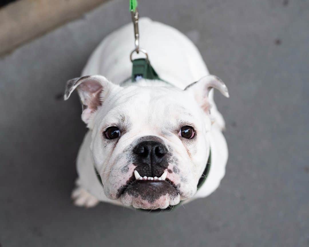 The Dogistさんのインスタグラム写真 - (The DogistInstagram)「Kobe, English Bulldog (8 m/o), Prince & Broadway, New York, NY • “He eats like a vacuum. One time he ate someone’s throw up off the street and got sick.” @kobe_thebulldog24」10月23日 6時58分 - thedogist