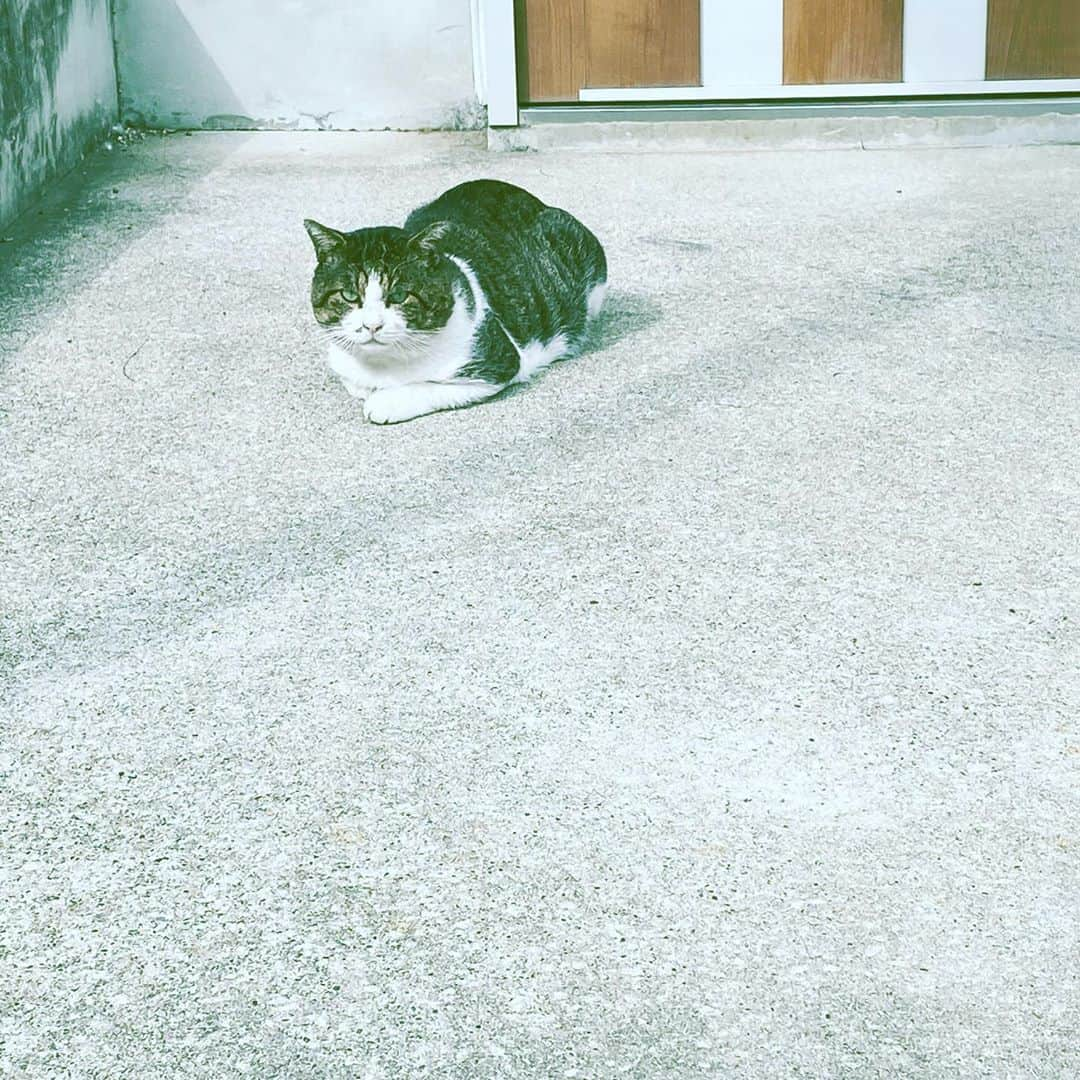 中野敬久さんのインスタグラム写真 - (中野敬久Instagram)「#cat #sitting #porch #hope #looking #neighborhood」10月23日 7時09分 - hirohisanakano