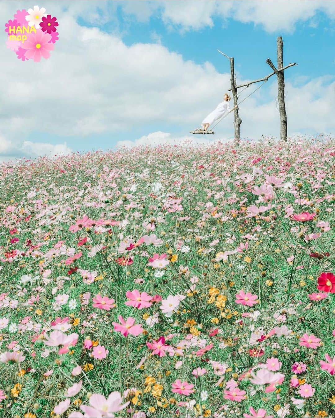 はなまっぷ❁日本の花風景さんのインスタグラム写真 - (はなまっぷ❁日本の花風景Instagram)「🌸🌼はなまっぷのコスモスまつり🌼🌸 * @hiromitsu_aoki  さんの コスモスに花まるを💮 * 爽やかな秋風に揺れる可憐なコスモスをありがとうございます😊🌼🌸 * 広島　#花の駅せら Flower Station Sera, Hiroshima Pref. * 🌼コスモスの花言葉📝🌼 乙女の真心/調和 🌼キバナコスモスの花言葉📝🌼 野性的な美しさ * 見頃を過ぎている場所もご紹介しています。 お出かけの際はHP等で最新の情報をご確認くださいね🙏🌸 * 🌸•••🌼•••🌸•••🌼•••🌸•••🌼 * 〜コスモスの季節が終わる頃まで #はなまっぷ  のタグの中から、コスモスのお写真をご紹介させていただきます。期間中はランダムに、複数枚投稿でもご紹介させていただく場合がございます。 * #はなまっぷ * #花言葉#花#花畑#秋桜#コスモス」10月23日 7時17分 - hanamap