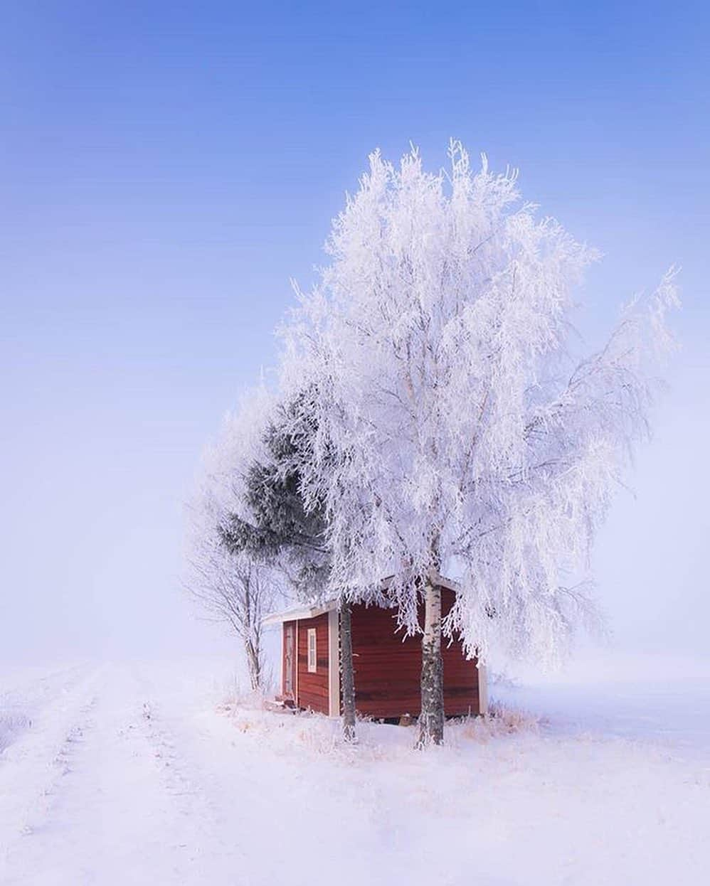 Canon Photographyさんのインスタグラム写真 - (Canon PhotographyInstagram)「Magical Finland 🇫🇮 🤩 Photography // @jukkarisikko Curated by @steffeneisenacher  #finland #winter #autumn #seasons #lapland」10月23日 7時28分 - cpcollectives