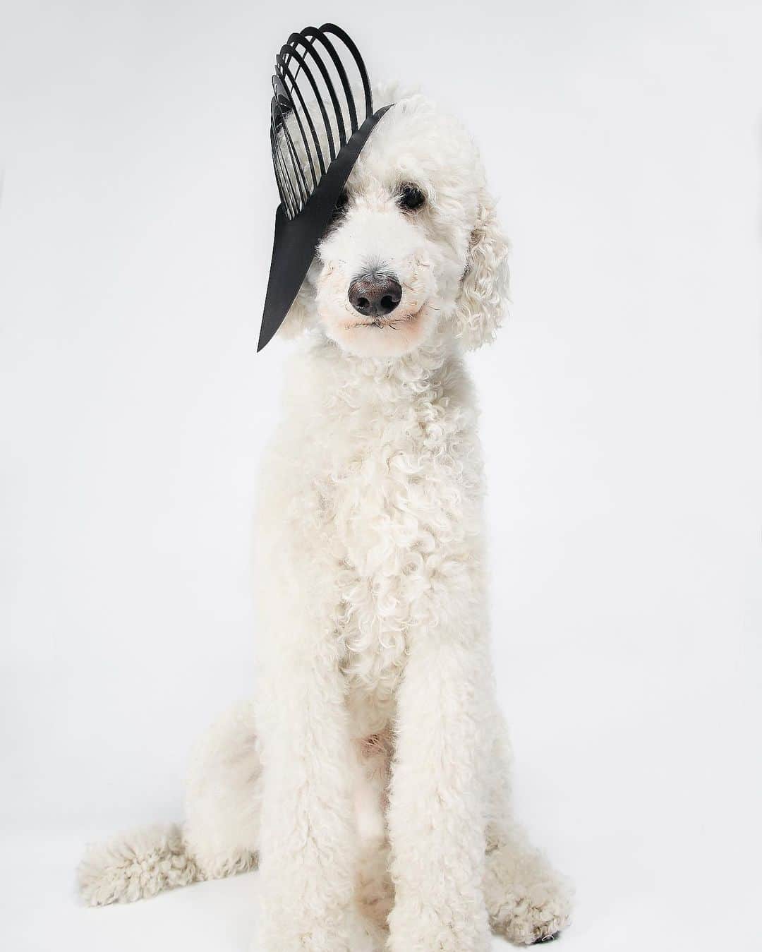 スリーアズフォーのインスタグラム：「House model Charlie in “Vesica Pisces” head piece SS21 #vesicapiscis picture by @elisabet_davidsdottir #threeasfour #dogfashion」
