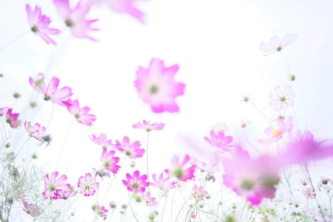 kiccyomuのインスタグラム：「☁️ 2020.10.23 Fri #昭和記念公園 #コスモス 🌸 ひらひら〜😊 #心に花を  明日は、お休みだよ〜 金曜日…今日も元気に🤗  location #東京 📷撮影 2020年10月18日」