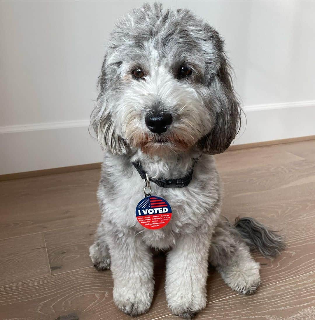 ブレッキン・メイヤーのインスタグラム：「Vote, Harley, Vote! Good Dog. #Voted #HarleyDidntActuallyVoteCuzShesADogButDontTellHer」