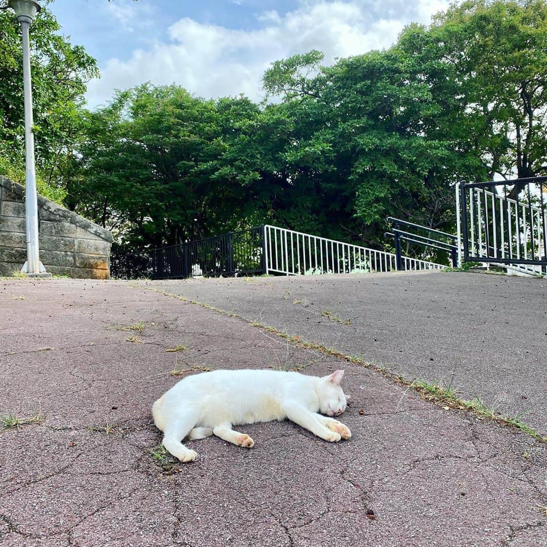 畑亜貴さんのインスタグラム写真 - (畑亜貴Instagram)「公園で撮った猫の写真を見てるだけで頑張ろうと思えて今日も可愛い生命体のパワー浴から始まる朝ですおはようございます。 #akhtravelogue」10月23日 8時17分 - akihata.jp